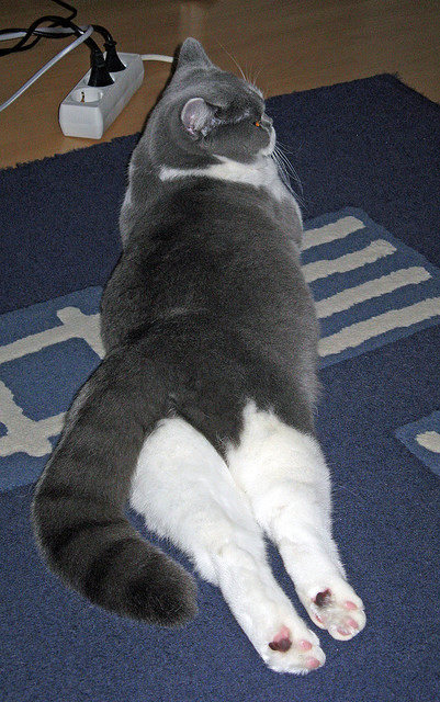 开云官方网页登录-_老虎般的猛龙，鏖战到底笑到最后_，迅猛的老虎