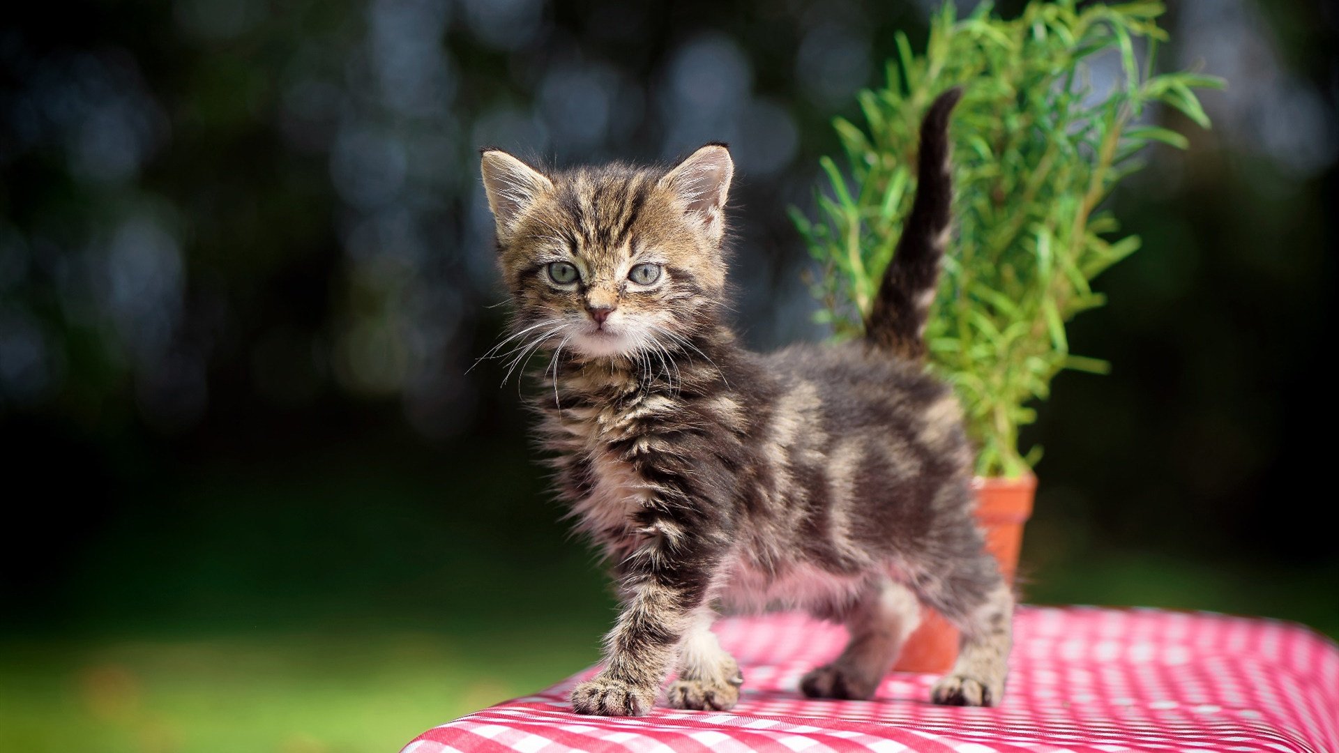 《电竞选手的心理备战:如何应对压力与焦虑》,电竞选手心理疏导的方法