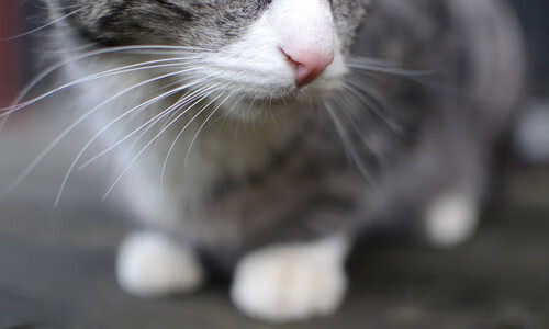 《观众互动新体验:虚拟现实中的沉浸式观赛》,沉浸式虚拟演播室