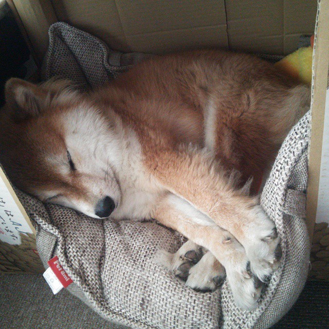 开云APP-巴黎圣日耳曼夺得2023-24赛季法甲冠军，巴黎圣日耳曼法甲几连冠了